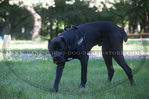 Top Quality Cane Corso Harness