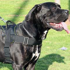 Gorgeous safety nylon dog harness