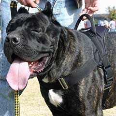 Excellent handmade multitasking dog harness