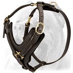 Best fitting training leather harness