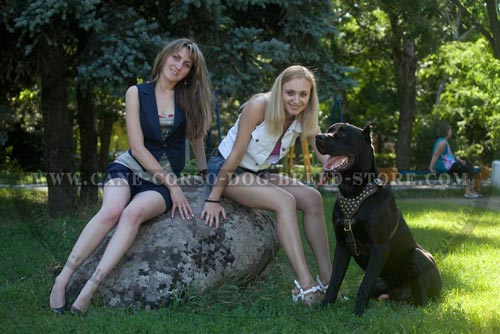 Fashion Dog Harness With Studs