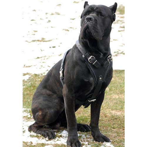 big dog leather harness