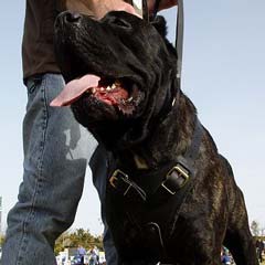 Extra strong padded leather harness