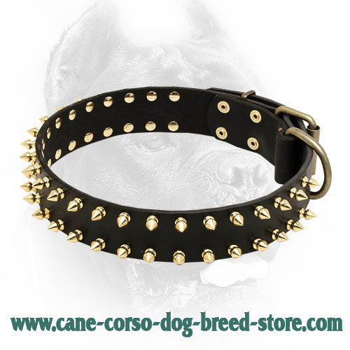 Shiny Leather Cane Corso Collar with 2 Rows of Brass Spikes