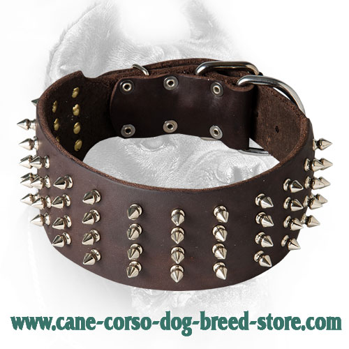 Get Walking Leather Cane Corso Collar, Spiked, Studded