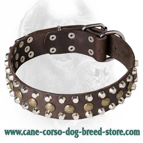 Leather Cane Corso Collar with Brass and Nickel Plated Studs