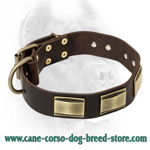 Designer Leather Cane Corso Collar with Vintage Brass Plates