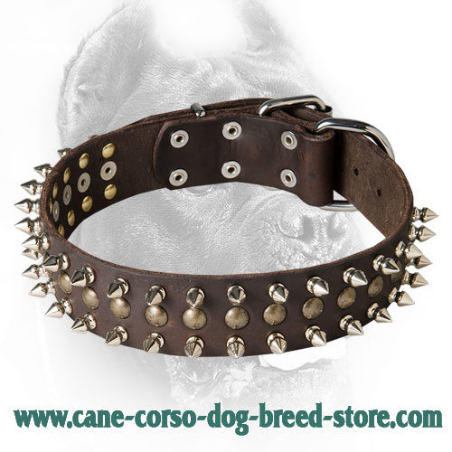 War Design Leather Cane Corso Collar with Spikes and Half-Ball Studs