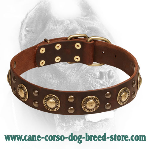 Attractive Fancy Design Leather Cane Corso Collar