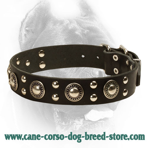 Fancy Design Studded Leather Cane Corso Collar