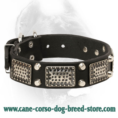 Gorgeous Leather Cane Corso Collar with Vintage Plates and Studs