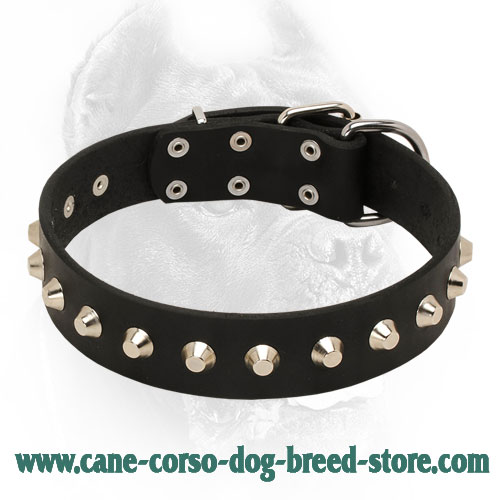 "Starry and Elegant" Leather Cane Corso Collar with Silver-Like Studs
