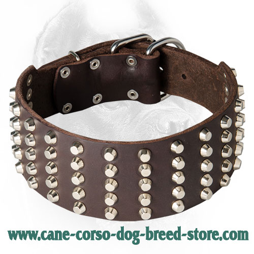 3 inch dog collar