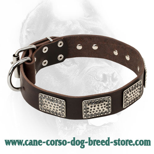 Vintage Leather Cane Corso Collar with Studs and Dotted Plates