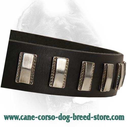Elegant Leather Cane Corso Collar with Small Plates