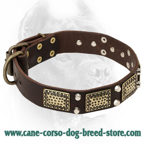 Vintage Leather Cane Corso Collar with Nickel Studs and Brass Plates