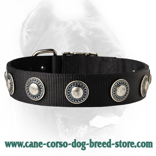 Wide Nylon Dog collar Decorated with Silver Looking Conchos