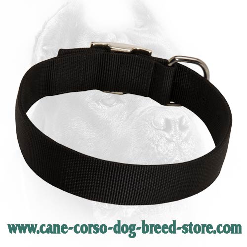 2 Ply Nylon Dog Collar for Cane Corso-Wide Nylon Collar