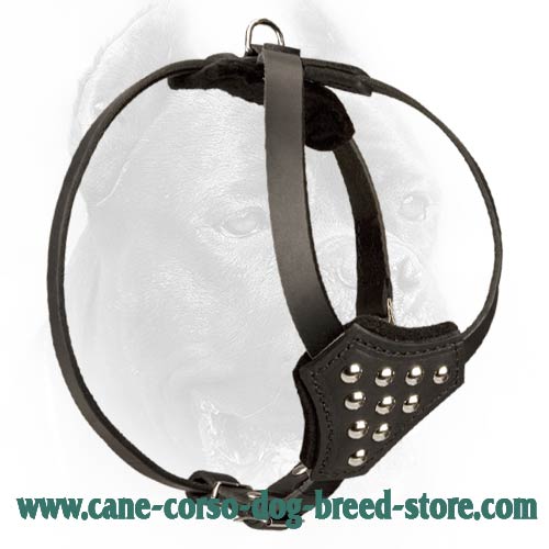 Puppy Leather Cane Corso Harness with Studs
