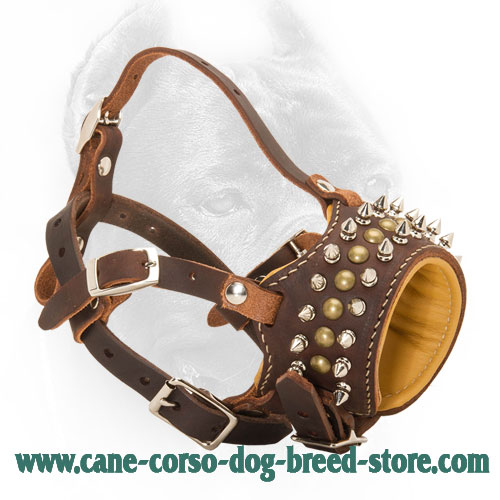 Royal Spiked and Studded Leather Cane Corso Muzzle for Walking