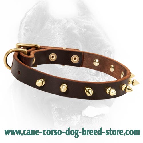 Field Leather Dog Collar with Amazingly Shining Brass Spikes