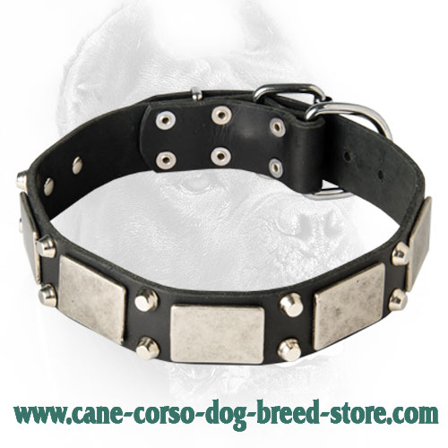 VIntage Collar for Dress Conscious Cane Corsos - Pyramids & Plates Studded Leather Collar