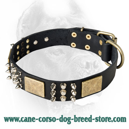Excusive Leather Collar - Both Spiked & Studded Cane Corso Collar