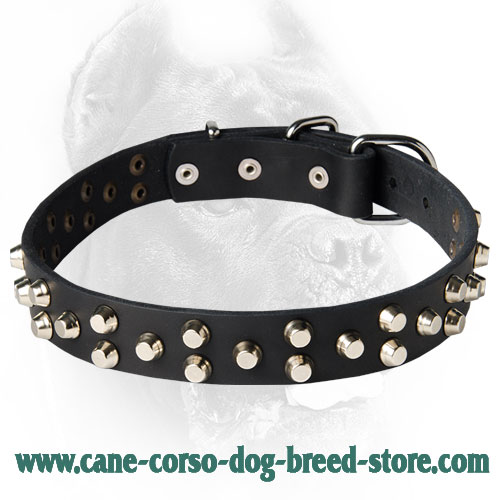 New Pyramid Studded Dog Collar for Cane Corso Breed