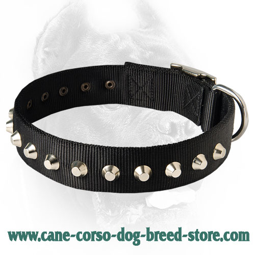 Unique Invention - 1 Row Studs Nylon Dog Collar -1 1/2" wide for Cane Corso Breed
