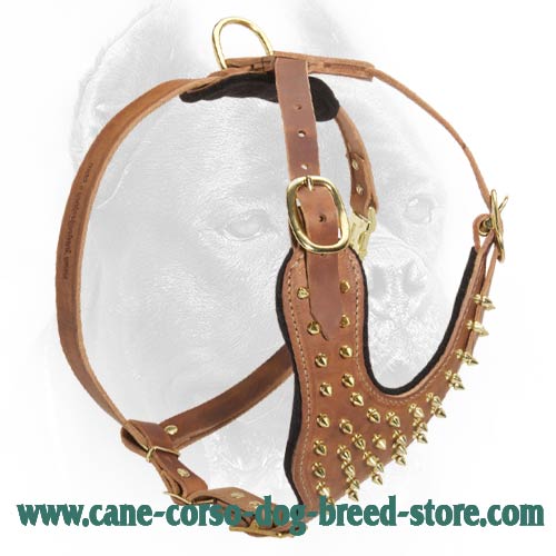 Gorgeous Design Leather Cane Corso Harness with Brass Spikes