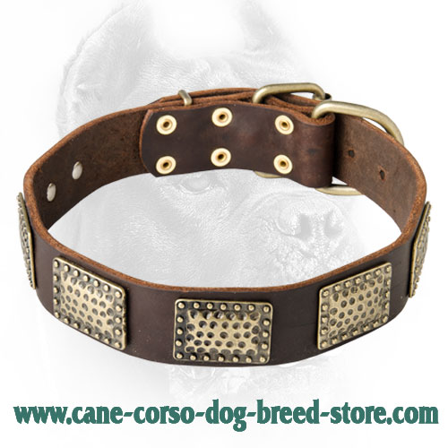 Fashionable Leather Dog Collar with Vintage Plates for Cane Corso