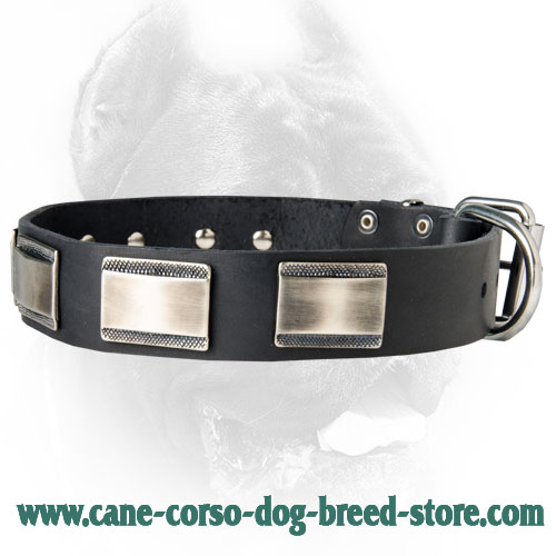New Designer Dog Collar with Large Nickel Plates for Cane Corso