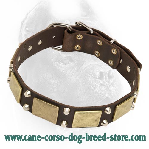 Best Decorated Leather Dog Collar-Plate & Pyramid Studded Cane Corso Breed Collar