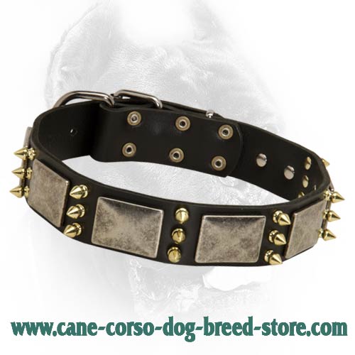 Deluxe Leather Dog Collar with Massive Nickel Plates and Brass Spikes