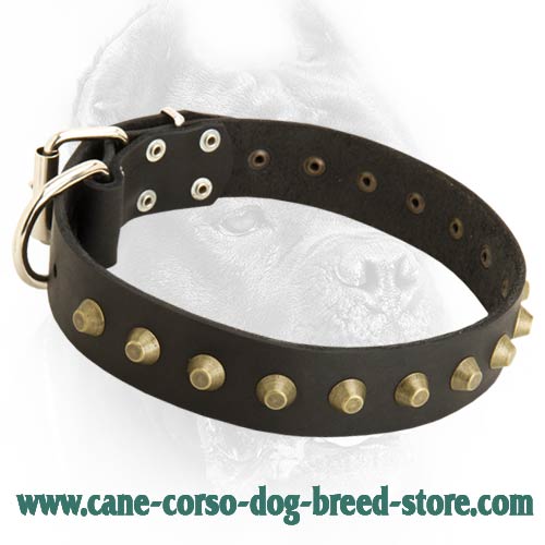 Gorgeous Wide Leather Dog Collar With Brass Pyramids