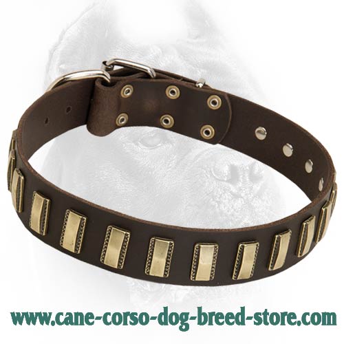 Decorated Leather Dog Collar With Sparkling Plates