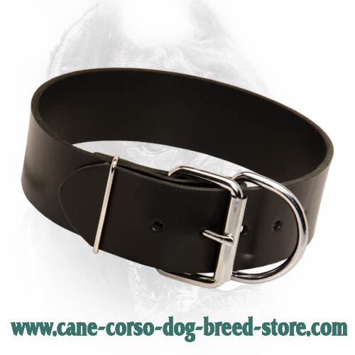 Widest Leather Dog Collar-Extra Durable Cane Corso Breed Collar