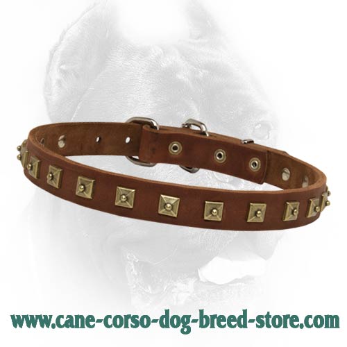 Stunning Leather Dog Collar with Brass Studs for Cane Corso Dog