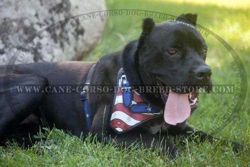 American Flag Painted Leather Dog Harness-Protection Cane Corso Designer Harness