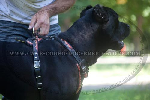 Exclusive Padded Leather Dog Harness-Fire Flames Hand Painted Cane Corso Harness