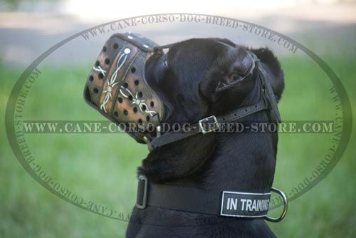 Walking and Training Leather Cane Corso Muzzle Barbed Wire Painting