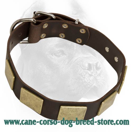 Outstanding Leather Dog Collar With Massive Handmade Brass Plates
