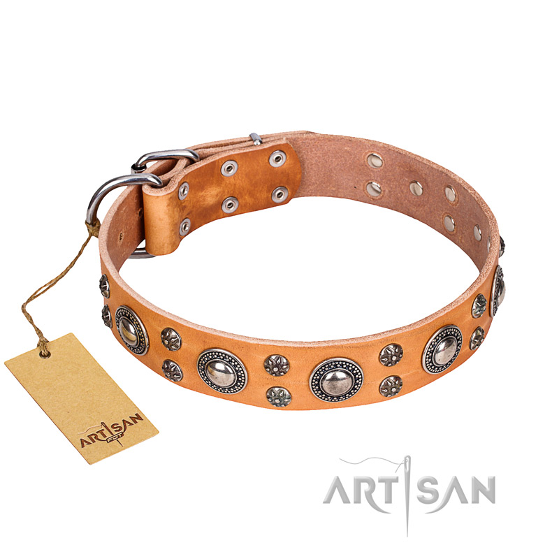 'Extra Sparkle' FDT Artisan Handcrafted Cane Corso Tan Leather Dog Collar