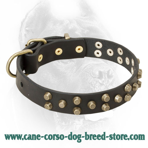 Skillfully Studded Leather Cane Corso Collar for Walking