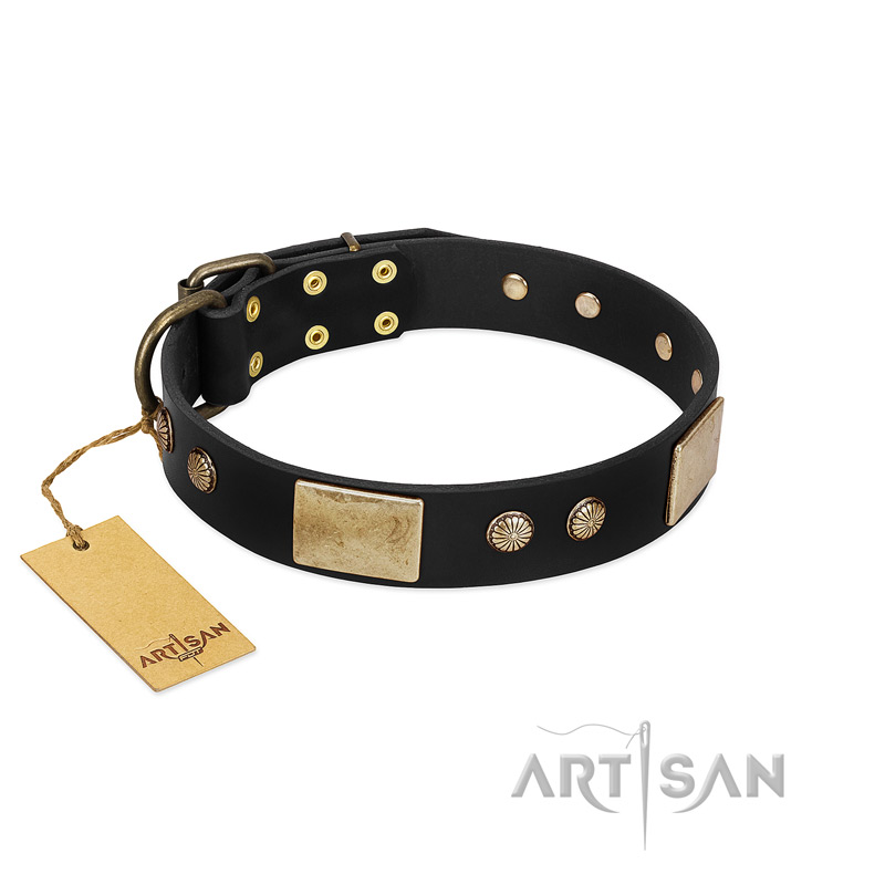 "Antique Gloss" FDT Artisan Black Leather Cane Corso Collar with Bronze-like Plates and Small Studs