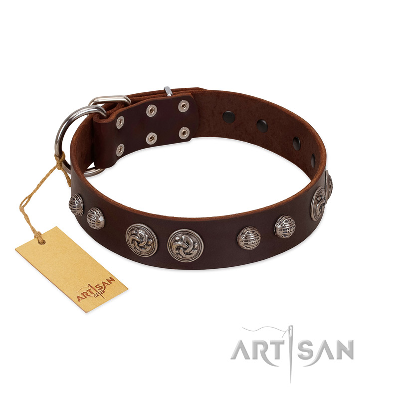 "Choco Brownie" FDT Artisan Brown Leather Cane Corso Collar Adorned with Silver-Like Conchos