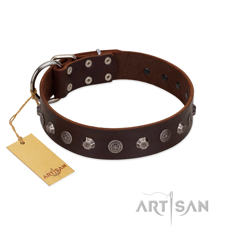 "Dark Chocolate" Handmade FDT Artisan Brown Leather Cane Corso Collar with Studs