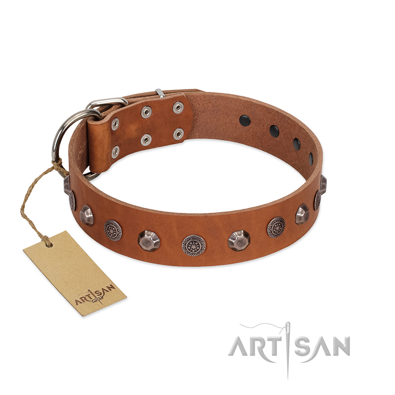 "Silver Age" Fashionable FDT Artisan Tan Leather Cane Corso Collar with Silver-Like Studs