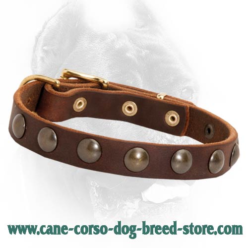 Brass Studs Decorated Leather Dog Collar for Cane Corso