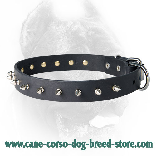 Leather Spiked Dog Collar for CANE CORSO